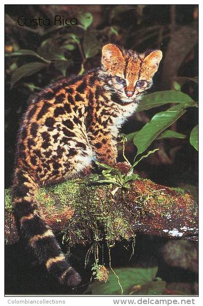 Lote PEP852, Costa Rica, Postal, Postcard, Fauna, Caucel, Felis Wiedii - Costa Rica