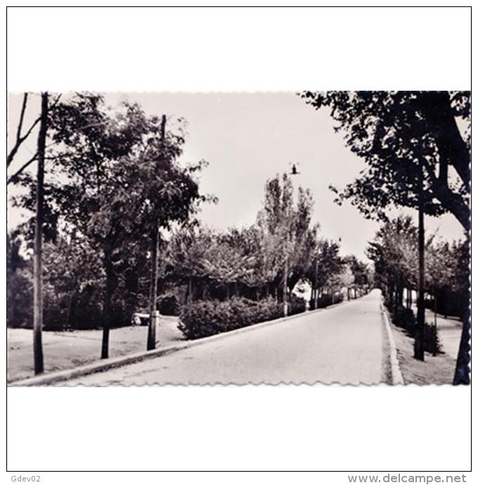 CDRLTP5384-LFTD10286.Tarjeta Postal DE CIUDAD REAL.Carretera,arboles.PASEO DE LA ESTACION En CAMPO DE CRIPTANA - Ciudad Real