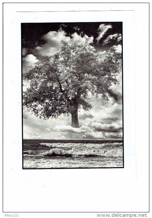 Ocean Of Life - England - Arbre Dans Les Nuages Vagues Mer - Insolite Montage  - 1989 - - Trees