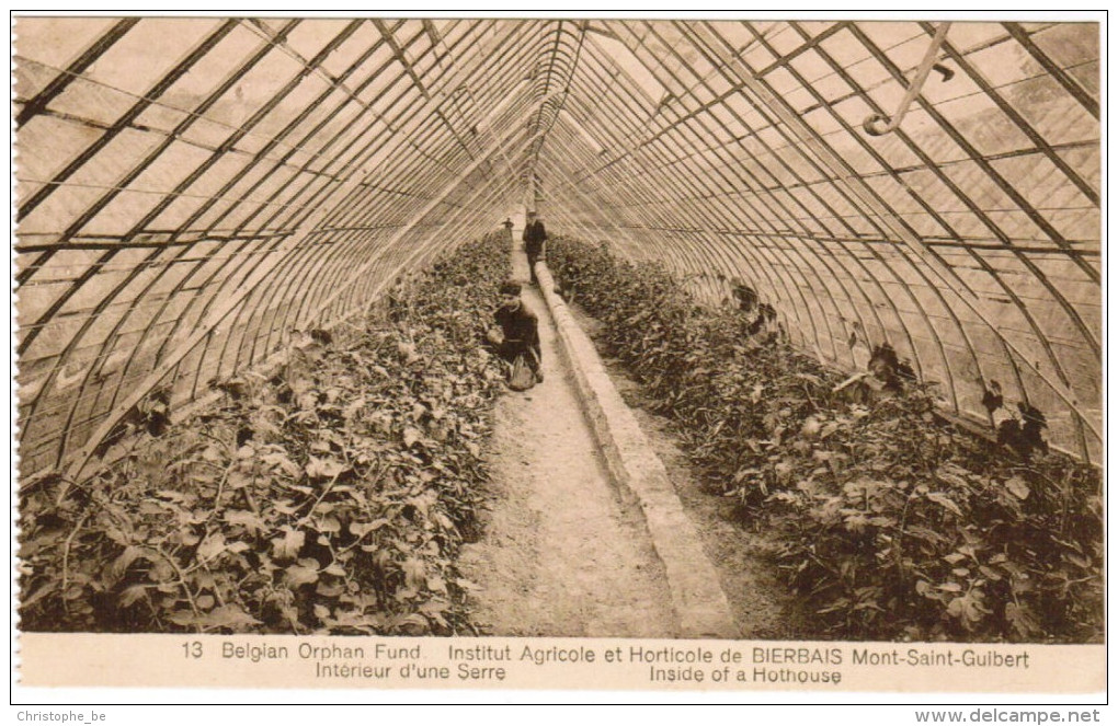 Institut Agricole Et Horticole De Bierbais, Mont Saint Guibert, Interieur D'une Serre (pk21566) - Mont-Saint-Guibert