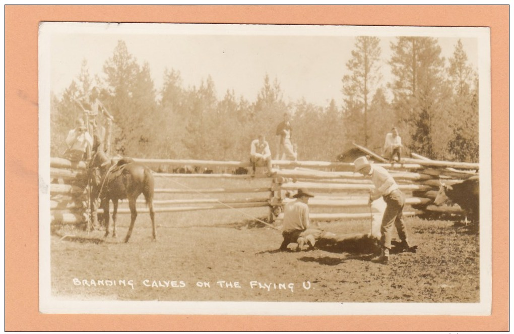 FLYING U GUEST RANCH, GREEN LAKE BC, Branding Cattle, Postcard, BRITISH COLUMBIA, CANADA Post Card, Carte Postale - Other & Unclassified