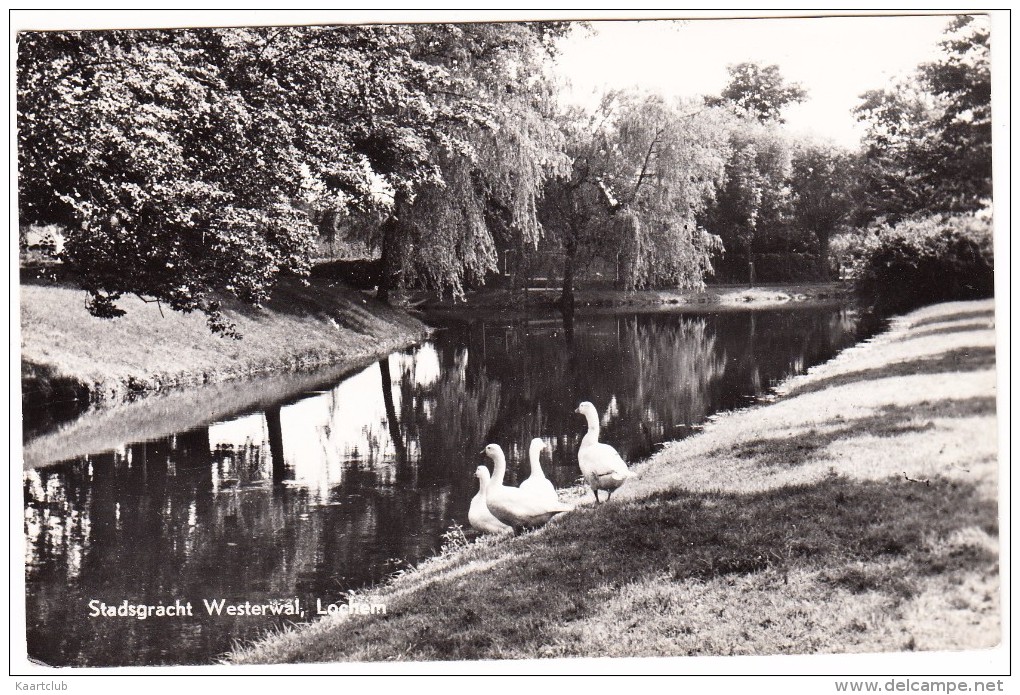 Lochem - Stadsgracht Westerwal (Watervogels)   - 1967 -  Gelderland / Nederland - Lochem