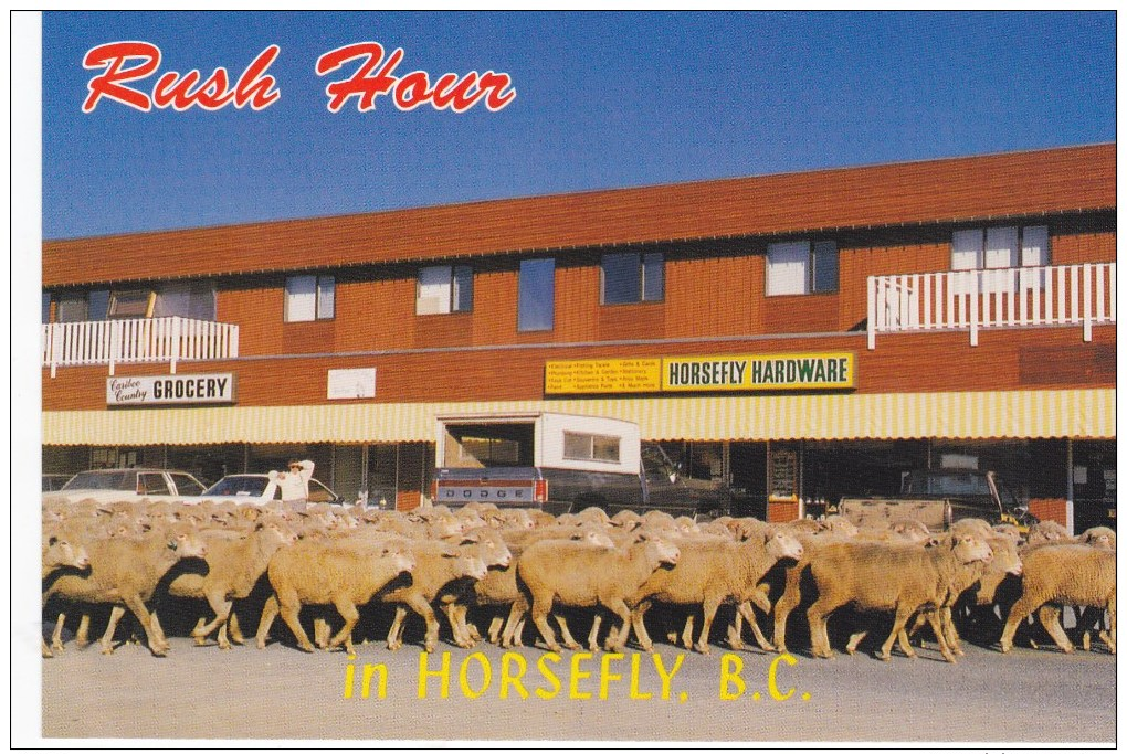 HORSEFLY HARDWARE STORE, Sheep, CARIBOO, BC, BRITISH COLUMBIA, Postcard, CANADA, Post Card, Carte Postale - Other & Unclassified