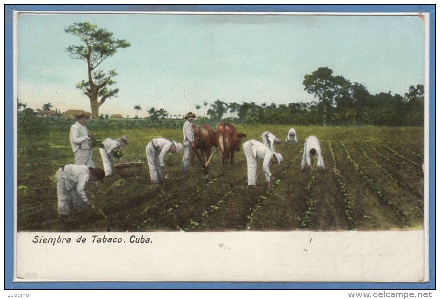 CUBA -- Siembra De Tabaco - Cuba