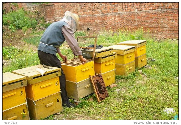 Honeybees Beekeeping Insect Bee , Postal Stationery -- Articles Postaux -- Postsache F     (A09-019) - Honeybees