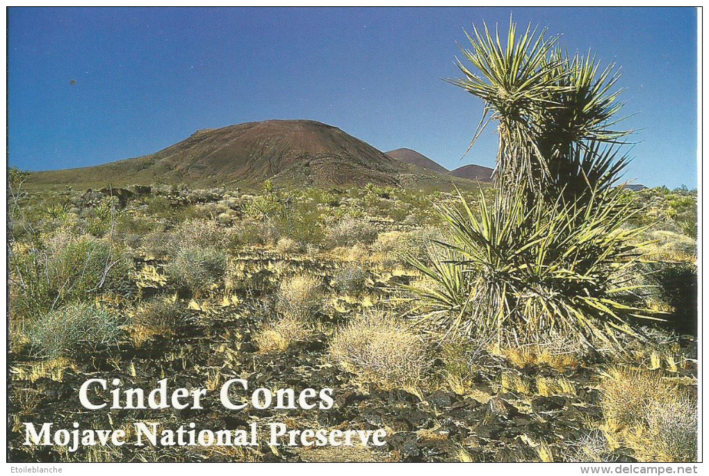 CPM USA, Cactus, Desert De Californie, Amérique Du Nord, Mojave National Preserve - Cinder Cones - Plante - Cactusses