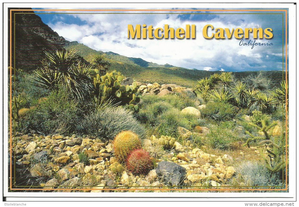 CPM Cactus, USA, Desert De Californie,  Amérique Du Nord, Mitchell Caverns, California - Plantes - Cactus