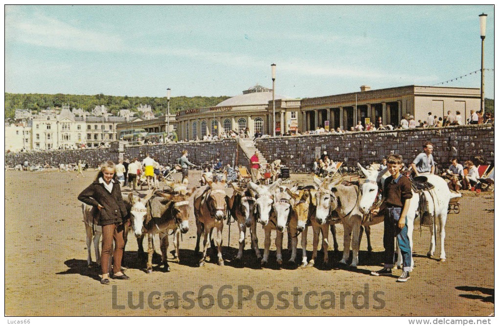 Weston-Super-Mare Donkeys - Weston-Super-Mare