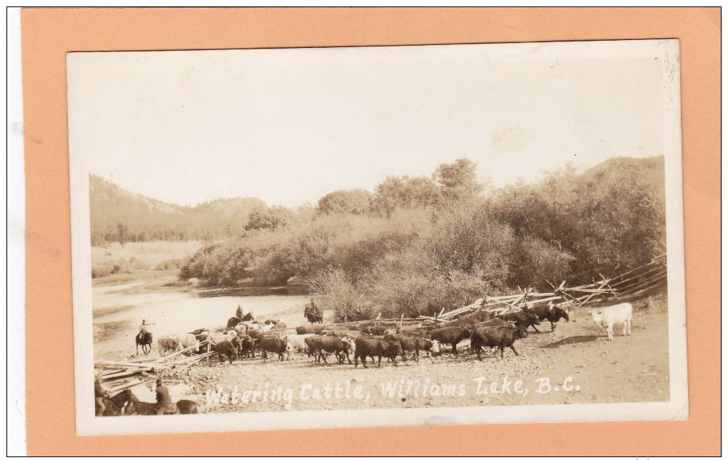 Cattle Drive Near, WILLIAMS LAKE, BC, CARIBOO, BRITISH COLUMBIA, Postcard, CANADA, Post Card, Carte Postale - Other & Unclassified