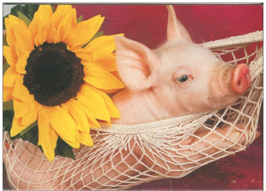 Houtland Postcard, Piglet And Sunflower - Cochons