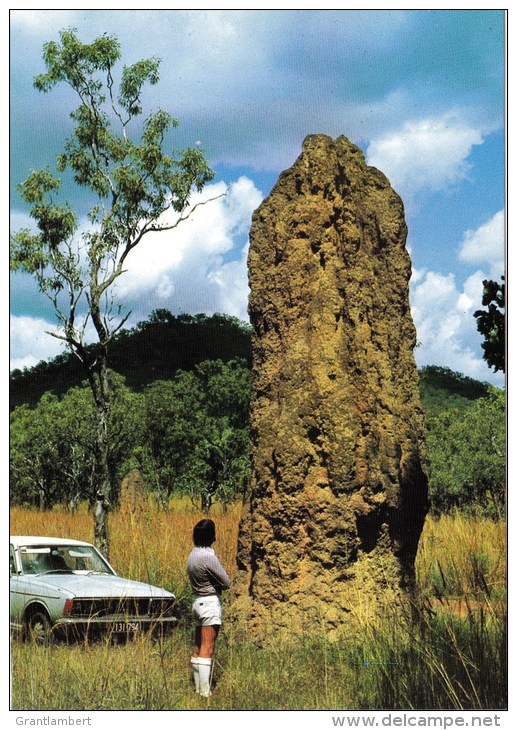 Giant Termite Or Ant Hills, Darwin, Northern Territory  - Nucolorvue NCV 2453 Unused - Darwin