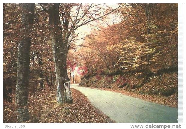 Cpm St000319 Paysage D'automne - Arbres