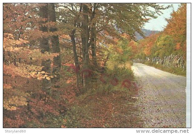 Cpm St000318 Non Nominative Route En Automne - Arbres