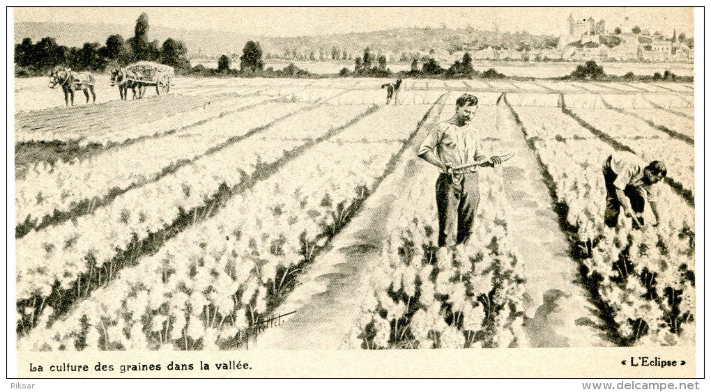 AGRICULTURE(CULTURE DES GRAINES) - Cultures