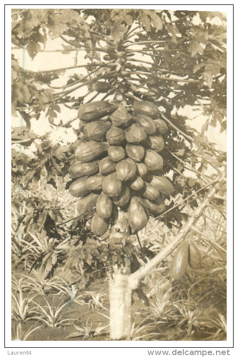 (PF 615) Australia - Posted From USA To Australia - Show Exotic Tree And Fruits ? (very Old) - Árboles