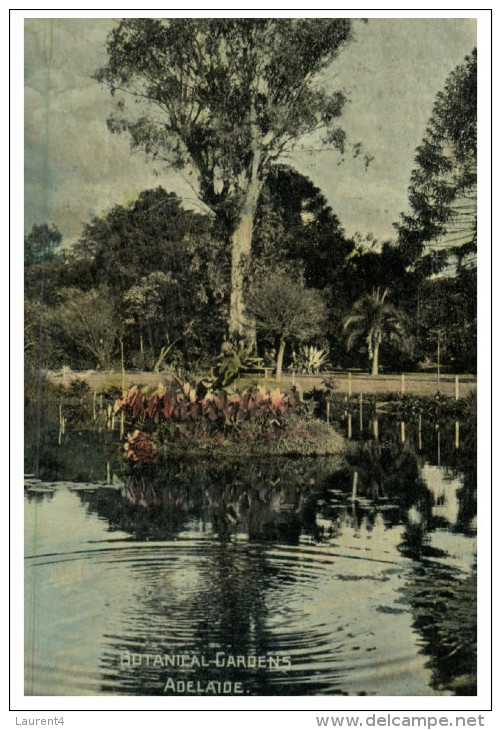 (PF 615) Australia - QLD - Adelaide Botanical Gardens (very Old) - Arbres