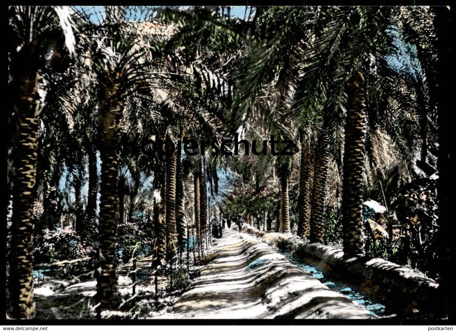 ÄLTERE POSTKARTE BASRAH DATE GROVE Basra Irak Iraq Garden Garten Cpa Postcard AK Ansichtskarte - Iraq