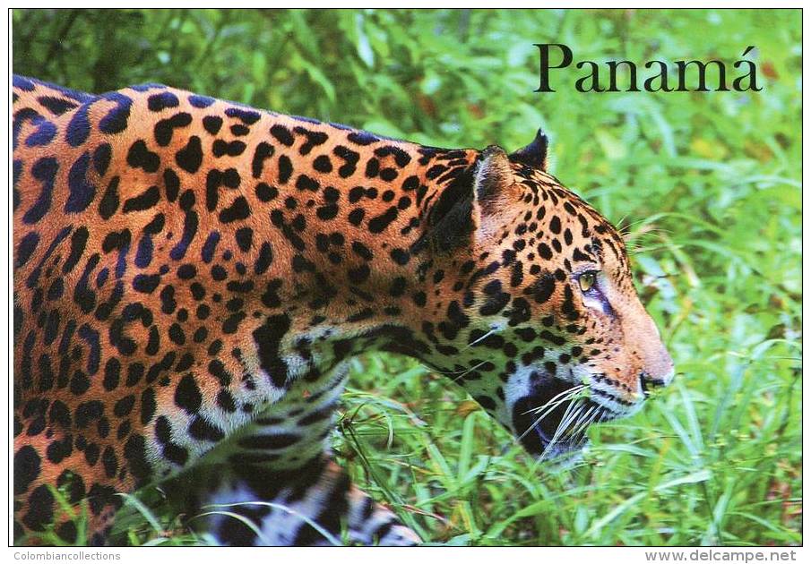 Lote PEP902, Panama, Postal, Postcard, Fauna, Jaguar, 2, Endargered Species - Panama