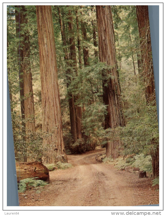 (975) USA - Redwood Tree Forest - Arbres