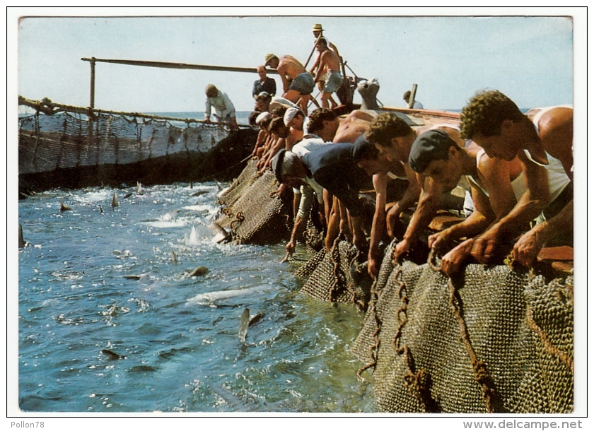 PIZZO - PESCA DEL TONNO - CATANZARO - 1972 - Fishing