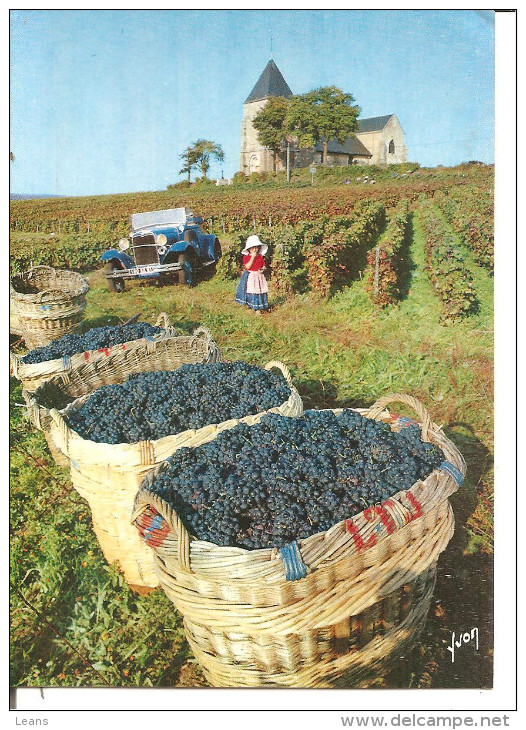 VENDANGES EN CHAMPAGNE  Pres D'EPERNAY  Vieux Tacot     Ref Perso: ANN - Champagne-Ardenne