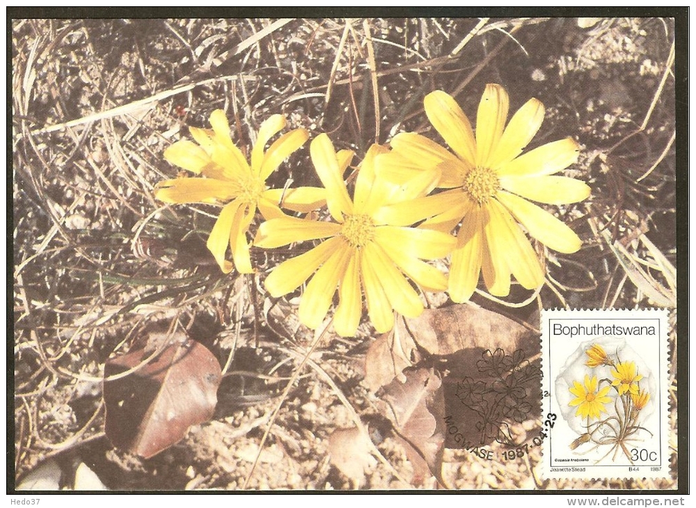 BOPHUTHATSWANA Carte Maximum - Gazania Krebsiana - Bophuthatswana