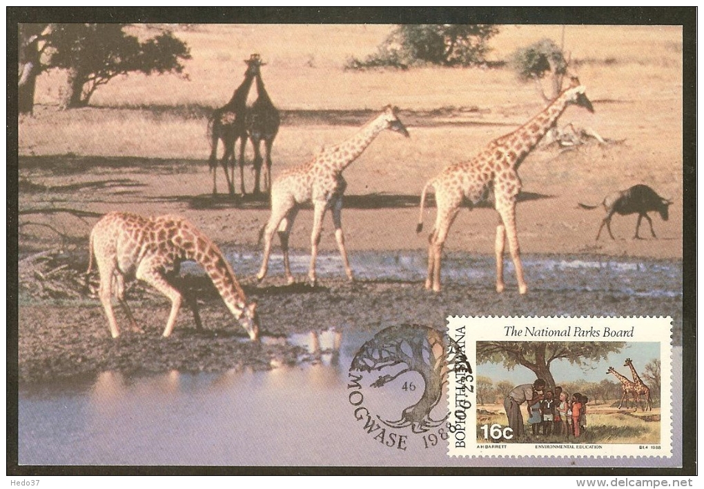 BOPHUTHATSWANA Carte Maximum - Girafes - Bofutatsuana