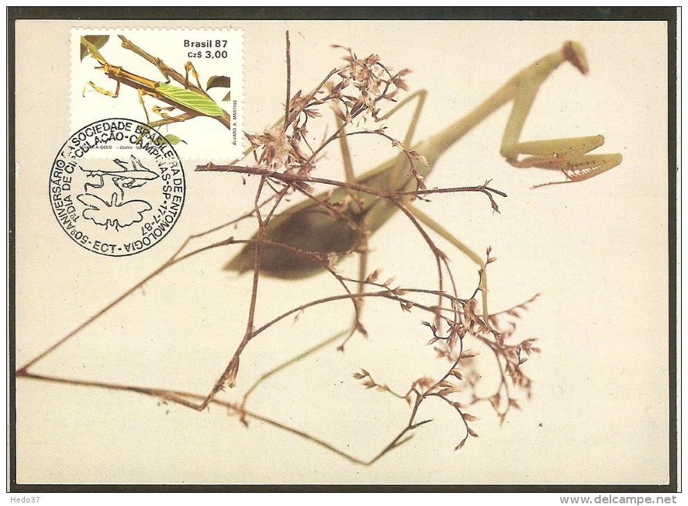 BRESIL Carte Maximum - Zoolea Lobiceps Olivier - Tarjetas – Máxima