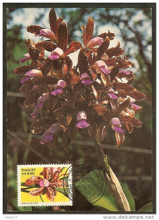 BRESIL Carte Maximum - Cattleya Guttata - Cartoline Maximum