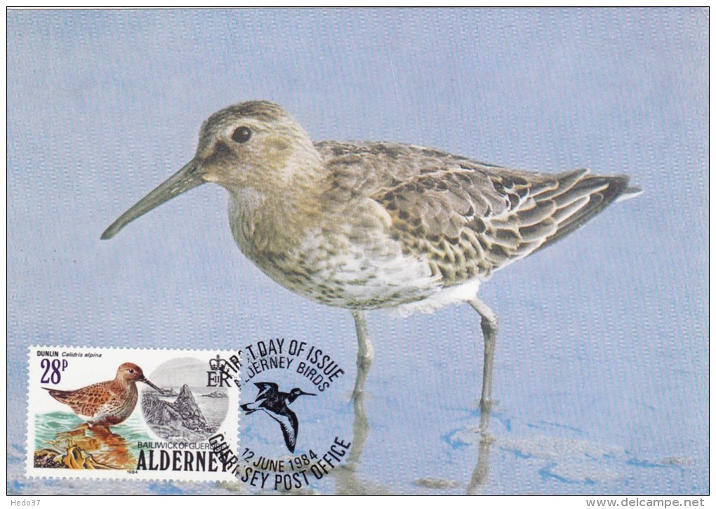 GB.AURIGNY Carte Maximum - Calidris Alpina - Alderney