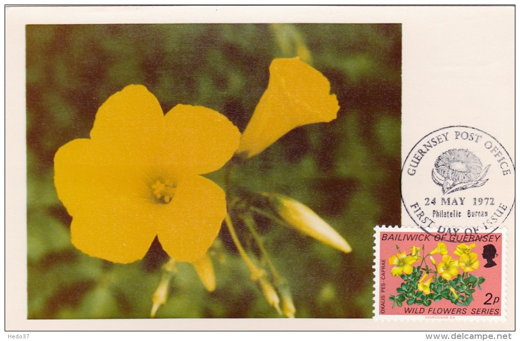 GB.GUERNESEY Carte Maximum - Oxalis Pes-Caprae - Guernesey