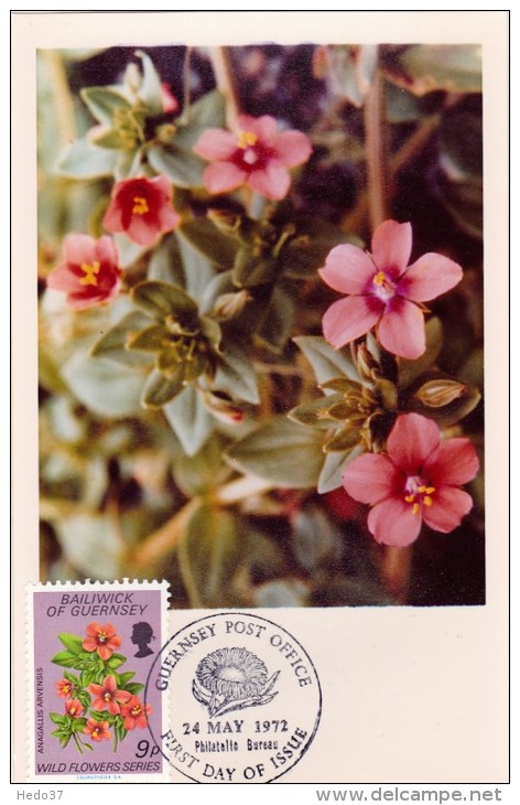 GB.GUERNESEY Carte Maximum - Anagallis Arvensis - Guernsey