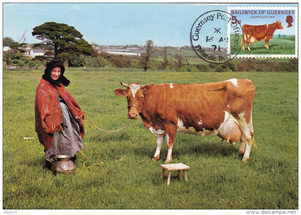 GB.GUERNESEY Carte Maximum - Vache - Guernesey