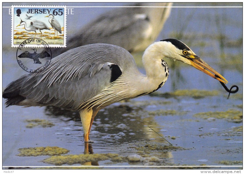 GB.JERSEY Carte Maximum - Ardea Cinerea - Jersey