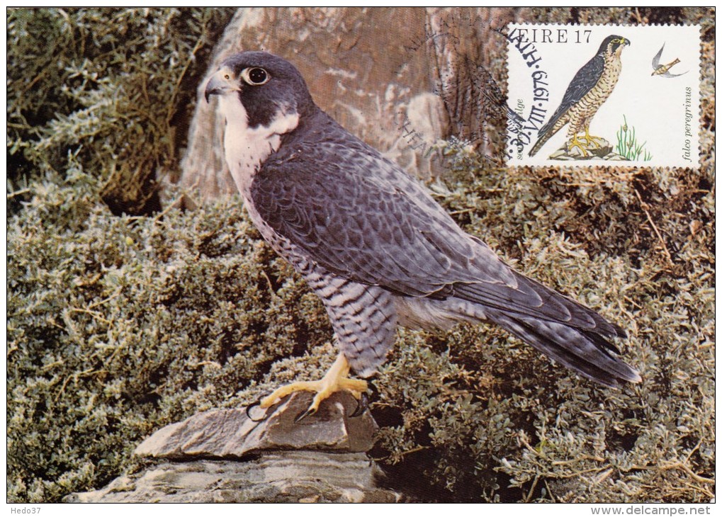 IRLANDE Carte Maximum - Falco Peregrinus - Cartoline Maximum