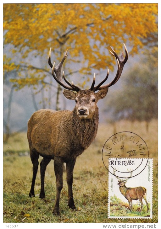 IRLANDE Carte Maximum - Cerf - Cartes-maximum