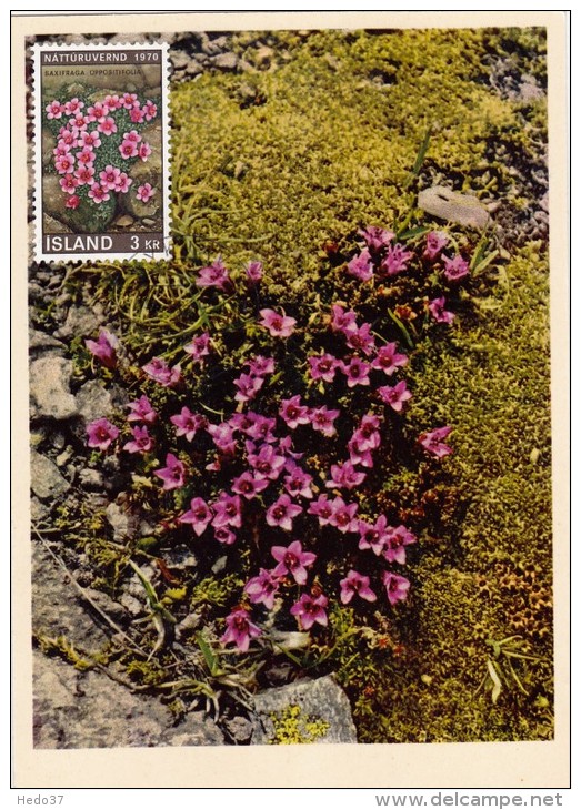 ISLANDE Carte Maximum - Saxifrage - Maximum Cards