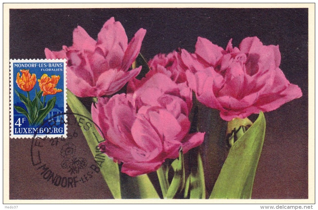 LUXEMBOURG Carte Maximum - Tulipe Perroquet - Cartes Maximum