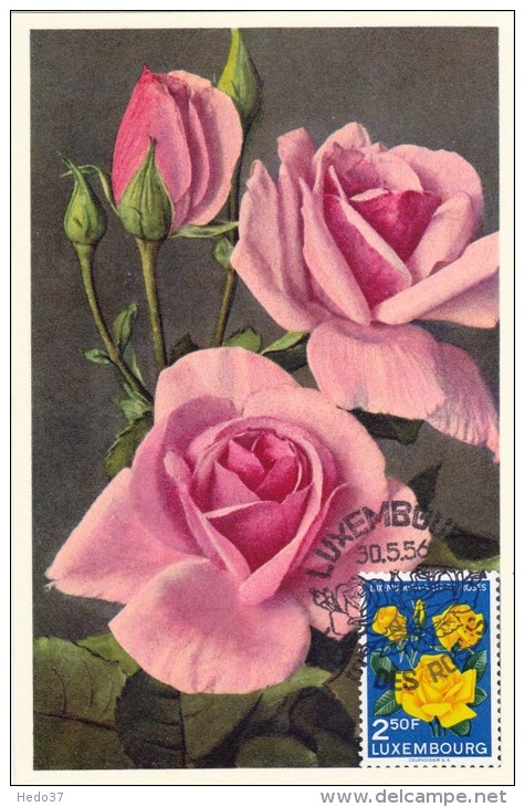 LUXEMBOURG Carte Maximum - Roses - Maximum Cards