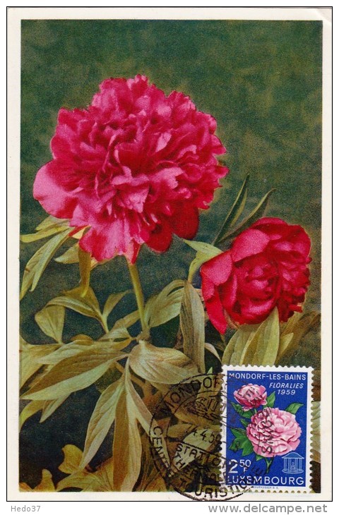 LUXEMBOURG Carte Maximum - Pivoine - Cartes Maximum