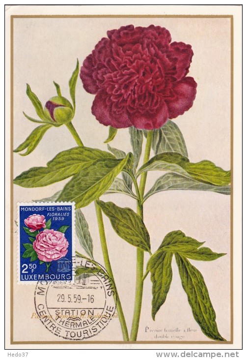 LUXEMBOURG Carte Maximum - Pivoine - Maximum Cards