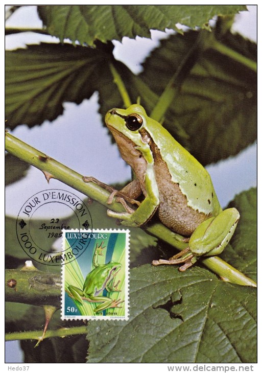 LUXEMBOURG Carte Maximum - Hyla Arborea - Cartoline Maximum