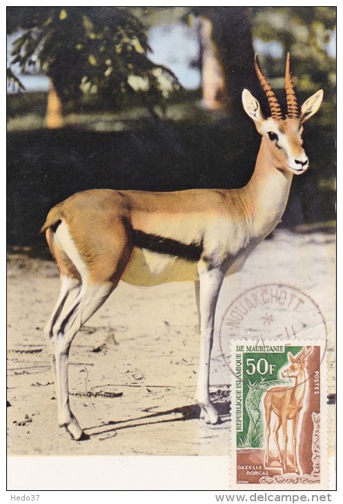 MAURITANIE Carte Maximum - Gazelle Dorcas - Mauritanie (1960-...)