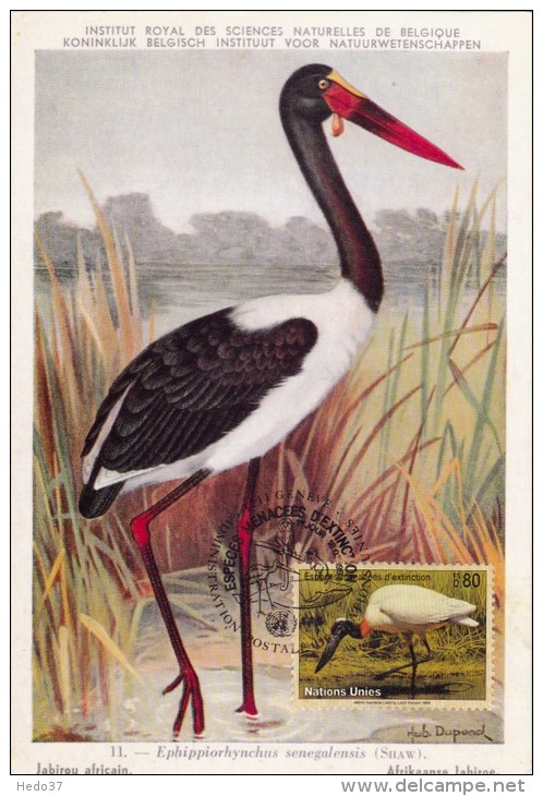 NATIONS UNIES Carte Maximum - Jabiru Mycteria - Cartoline Maximum