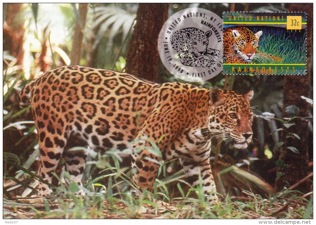 NATIONS UNIES Carte Maximum - Jaguar - Maximum Cards