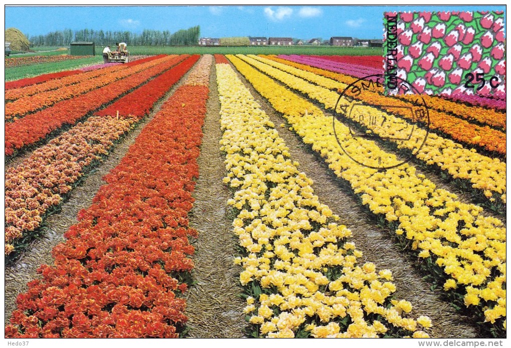 PAYS BAS Carte Maximum - Tulipes En Fleurs - Cartes-Maximum (CM)