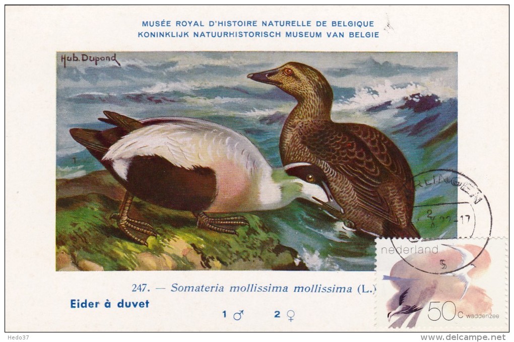 PAYS BAS Carte Maximum - Sterne Caugek Et Eider - Cartoline Maximum