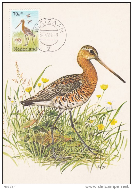 PAYS BAS Carte Maximum - Limosa Limosa - Cartes-Maximum (CM)