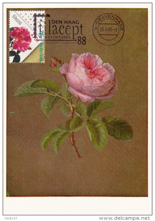 PAYS BAS Carte Maximum - Rose - Cartoline Maximum