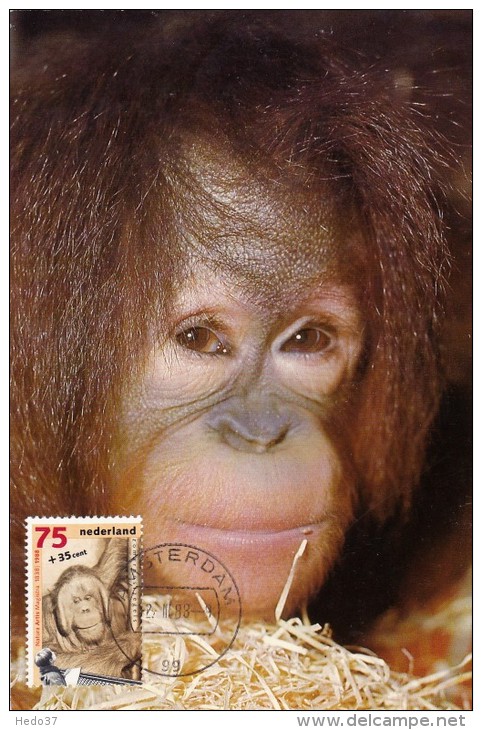 PAYS BAS Carte Maximum - Pongo Pygmaeus - Cartes-Maximum (CM)